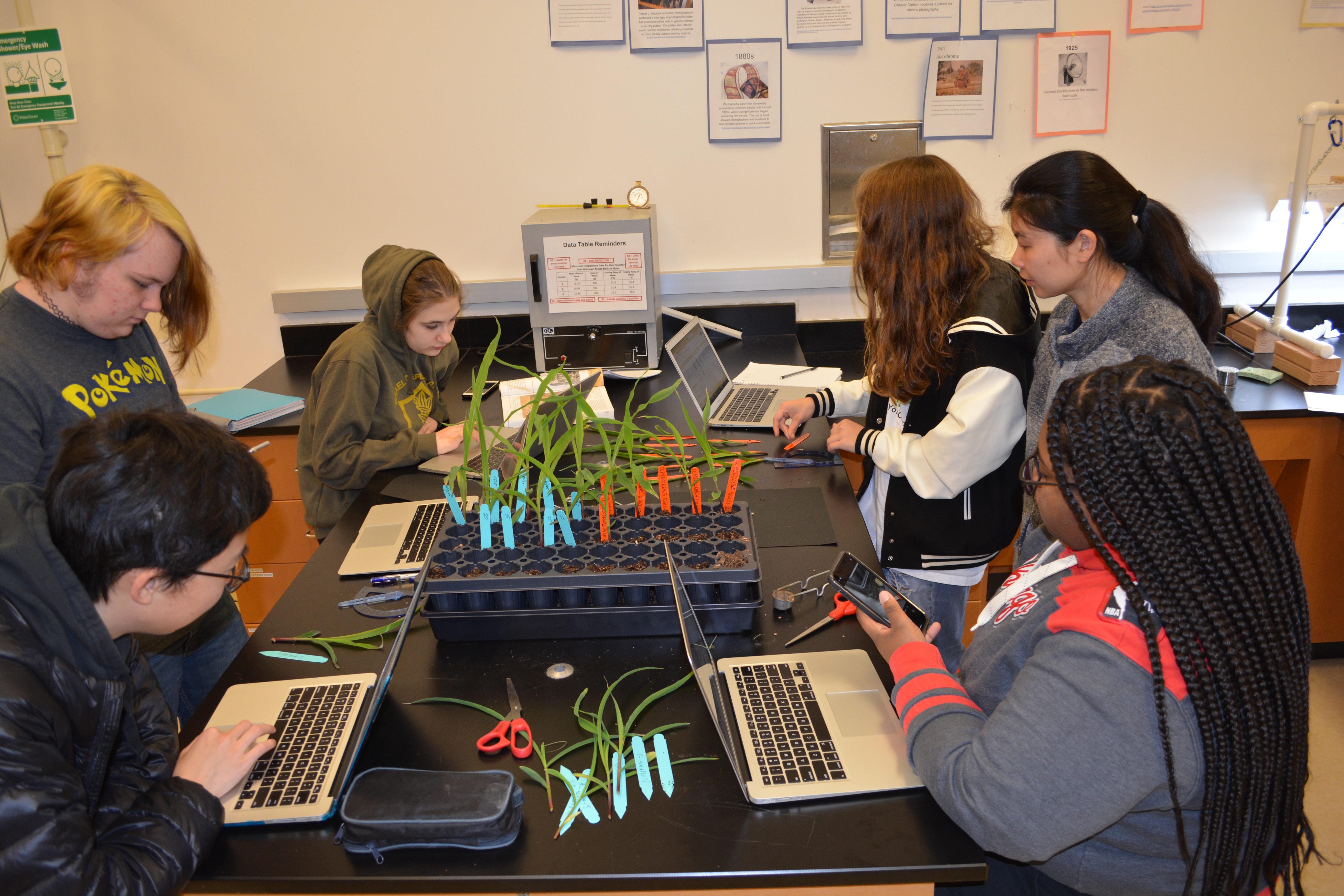 High school students measuring leaf angles in different corn genotypes